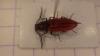 Anostirus purpureus